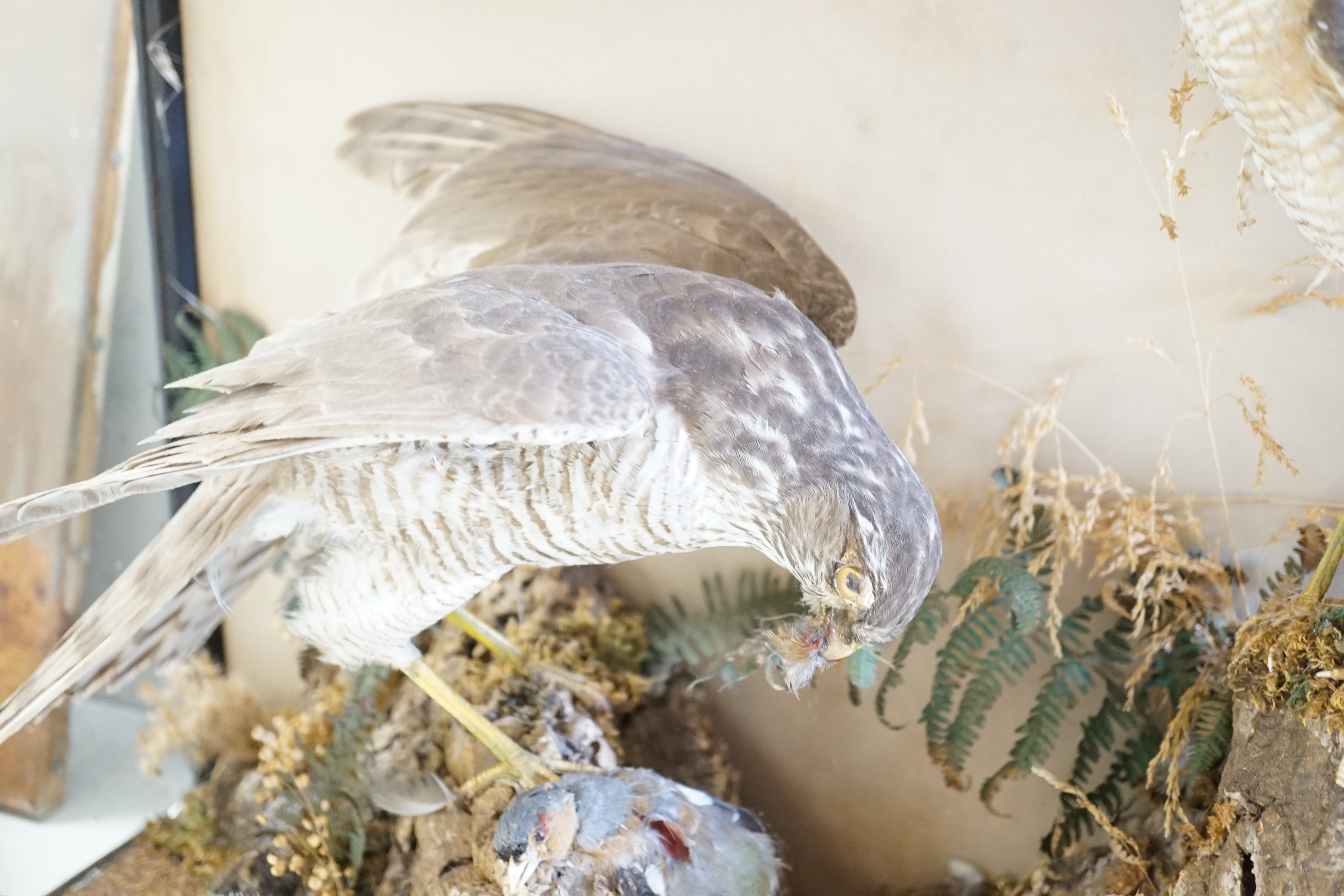 A taxidermist sparrowhawk and chaffinch